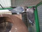 Afican Breeding Pairs