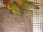 African Bird Pair