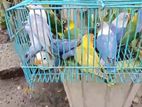 African Love Birds