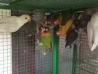 Afican Love Bird