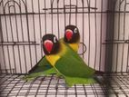 Afican Love Bird