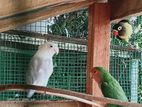 Afirican Love Birds