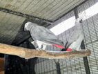 African Grey Parrot