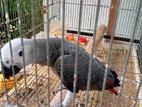 African Grey Parrot