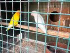 African Birds