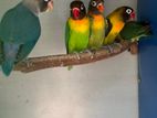 African Love Birds