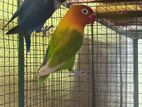 African Love Bird