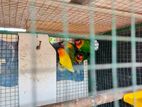 African Lovebirds with Chicks