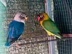 African 2 Pairs