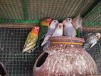 African Love Birds