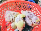 Cockatiel Chicks