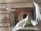 Cockatiel Birds