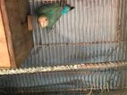 African Bird Breeding Male