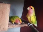 African Birds