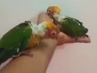 African Bird