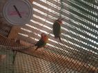 African bird