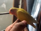 African Bird Hand Tamed