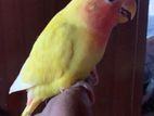 African Bird Hand Tamed