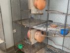 African Birds Cage