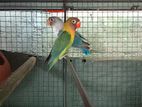 African Birds
