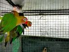 African Birds