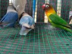 African Birds