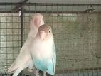 African Birds
