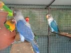 African Birds