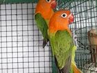 African Love Birds