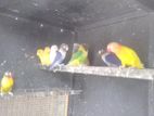 African Love Birds