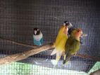 African Love Birds