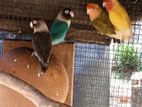 African Love Birds