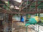 African Birds