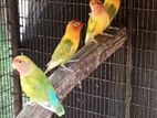 African Love Birds