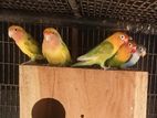 African Love Birds
