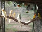 African Birds