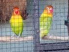 African Birds