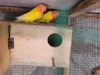 African Love Birds