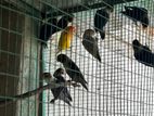 African Birds