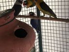 African Grey Birds
