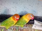 African Birds