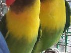 African Birds