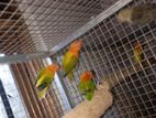 African Birds