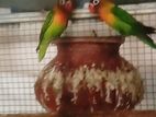 African Birds