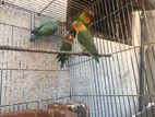 African Love Birds
