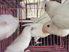 African Blackai Albino Birds