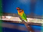 African Bird