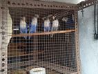 African Love Birds