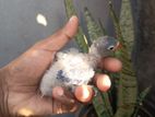 African Love Birds