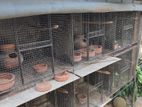 African Breeding Cage